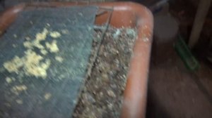 Сколько дней длится инкубация  яиц черной львинки?