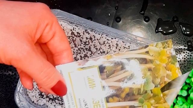 МИКРОЗЕЛЕНЬ дома. ПРОСТОЙ метод выращивания в перлите.??Микрозелень свеклы и брюквы. С нуля.