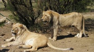 Оказалось, людей из палаток утаскивали братья львы-людоеды.