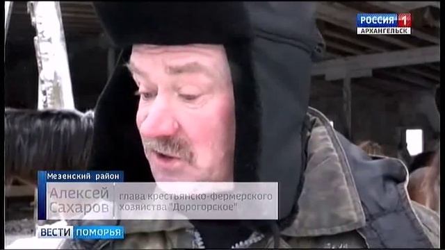 Лошадь-мезенка заинтересовала Европейский университет в Санкт-Петербурге смотреть онлайн