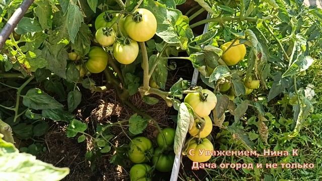 НЕ ПРАВИЛЬНО ВЫРАЩИВАЛА СРЕДНЕРОСЛЫЕ ТОМАТЫ. ПОМИДОРЫ ЗАВАЛИЛИ УРОЖАЕМ. СОРТ СПАССКАЯ БАШНЯ.