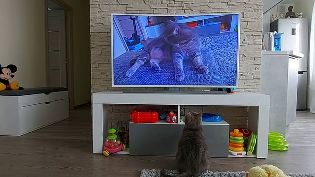Кот смотрит свой ролик на YouTube,реакция)The cat is watching his video on YouTube, reaction) смотреть онлайн