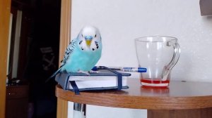 Волнистик начал говорить!