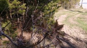 Car camping | Auto tent | Renault Duster camper