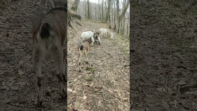 Первая прогулка в лес нашей Плюши😍🐐