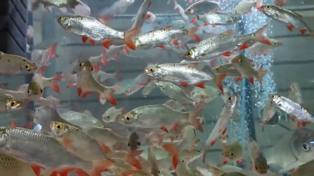 ? Краснопёрка для зарыбления водоёма - здоровая и красивая рыба для пруда!