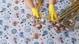 Плету косы из чеснока. Или как сохранить чеснок до весны.