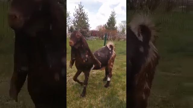 VID 20230528 WA0011 Козы породы Камори смотреть онлайн