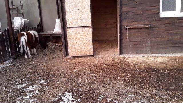Индоутка. Чем проглистовать уток .Как взвесить живую утку без проблем .