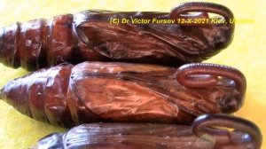 Куколки Вьюнкового и Сиреневого Бражника: Как Отличить Самцов по Куколке?