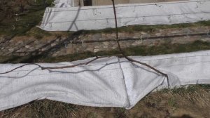 Возвратные заморозки. Как уберечь виноград