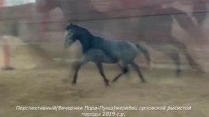 Перспективный орловский рысак - рысь