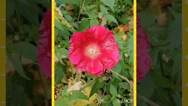 Утренняя Музыкальная Открытка для друзей ??? смотреть онлайн