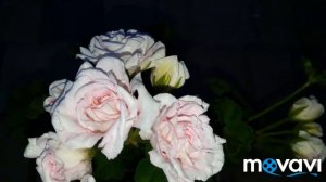 Пеларгония Rococo розебудный иви-гибрид