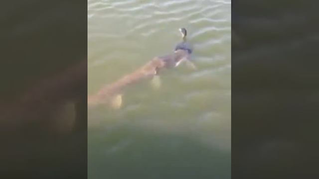 Щука ест утку! смотреть онлайн