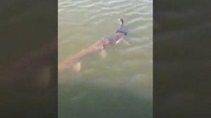 Щука ест утку!