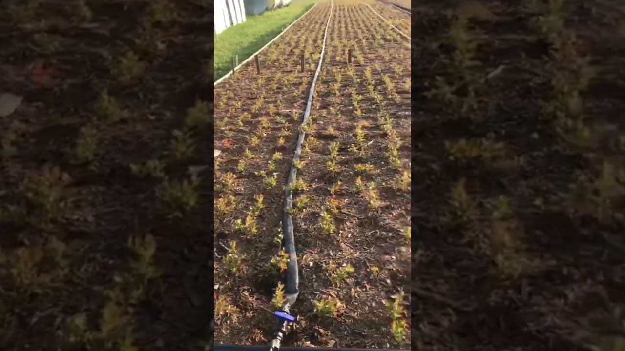 Маточник для доращивания саженцев голубики. Через год пересаживаем в поле. #голубика #подмосковье смотреть онлайн