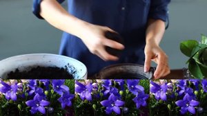 Платикодон цветок многолетник выращивание