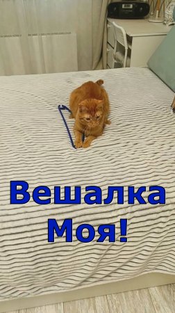 Вешалка Моя! Кот Феня, он же Феникс