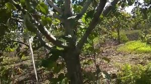 Осеннии огурцы, самонасеявшиеся.