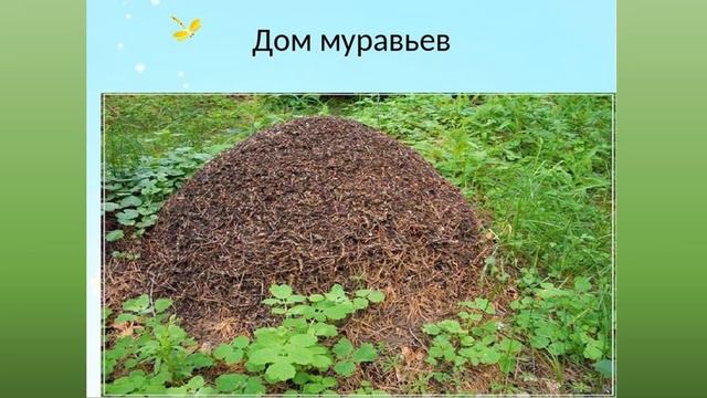 насекомые часть 1 смотреть онлайн