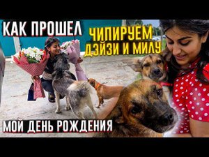 Как прошел мой ДР Чипировали Милу (Чичу) и Дейзи их забирают в Германию
