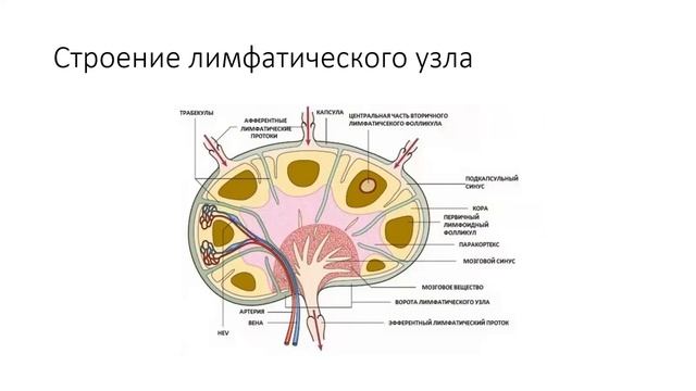 Изучите строение лимфатического узла сделайте обозначение к рисунку