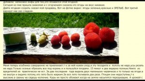 Урожай с этой малины собирают ведрами. Земляничная малина в вашем саду