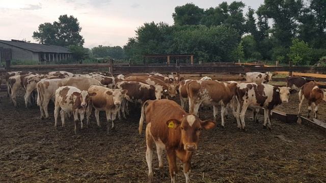 Симменталы телята 100 кг попали под деждь. Продажа породы симменталл. Simmentals calves of 100 kg