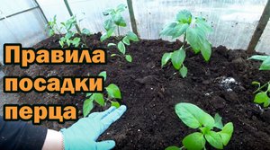 Высадка сладкого перца