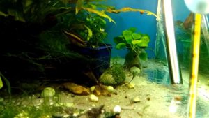 Карантин (передержка) для рыб и растений. Зачем он нужен и как правильно его проводить.