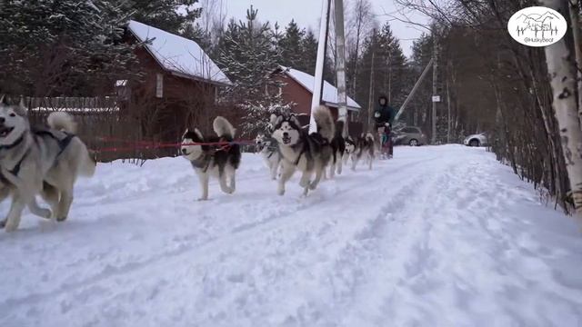 Ездовые собаки Хаски. Катание на собаках. @huskybeat смотреть онлайн
