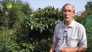 Черешня в Сибири