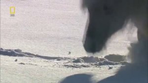 Дикая природа России (Дикие лошади!)