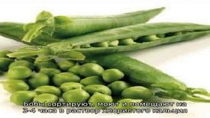 Расскажем и покажем, как сушить горох в домашних условиях — пошаговое руководство и лайфхаки опытн.