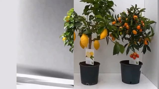 Fruits Mini Trees смотреть онлайн