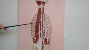 Мышцы и фасции грудной клетки и спины