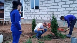 Сажаем туи в своем частном доме