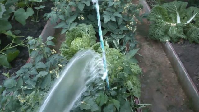 Распаковка продуктов, обзор огорода смотреть онлайн