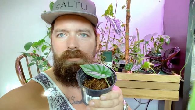 Alocasia Silver Dragon | Houseplant Care смотреть онлайн