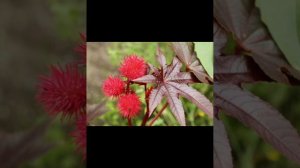 Видеоурок Биология 5 класс 11& Лекарственные и ядовитые растения, распространенные в Узбекистане