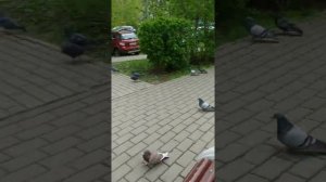 Ак когучкон Гулнур Сатылганова . Минбаевы