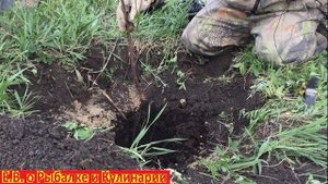 Как посадить саженец вишни чтоб он прижился.Сажаем саженец вишни на даче все от А до Я.