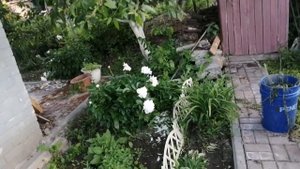 Дача в июне цветёт пион и розы. Водопад на участке.