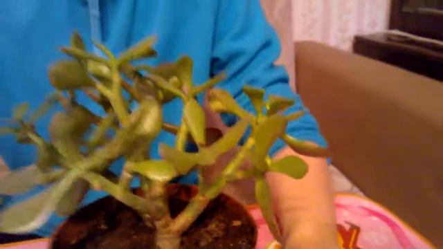 Мои комнатные растения. Толстянка (денежное дерево): уход