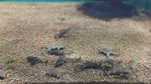 #Земноводные. #Лягушка.  #Тритоны в аквариумах.