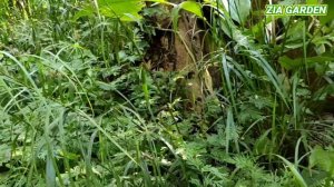 Berburu tanaman hias di hutan | Raphidophora foraminifera, Alocasia, Homalomena