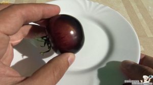 Черные помидоры Сорт черешня ПРОБУЕМ Томаты в теплице на даче Black tomatoes