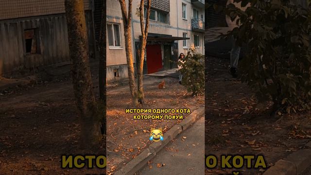 История одного котика 😹