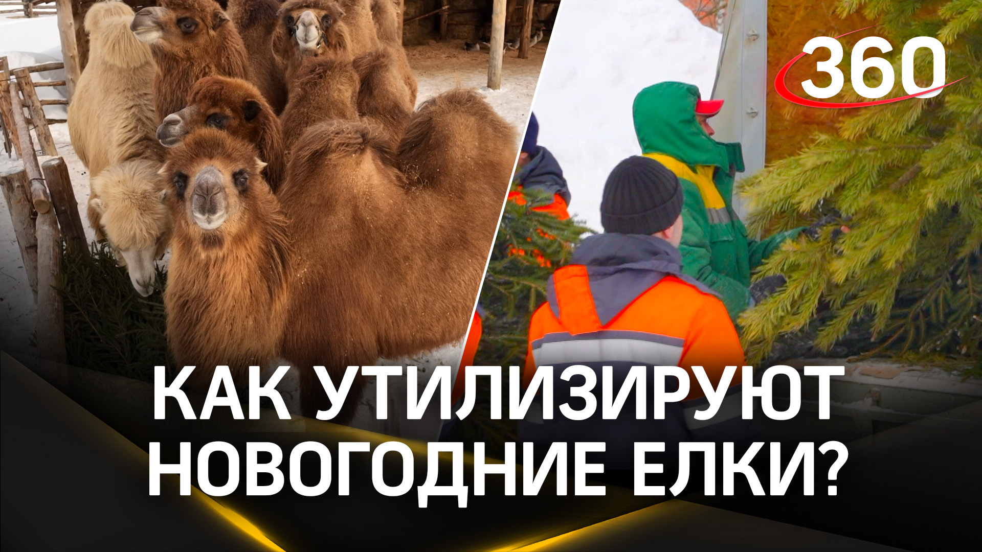 Как с пользой утилизировать хвойную красавицу после праздников?